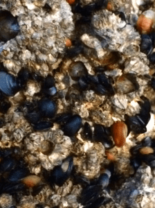 mussles, natures colors